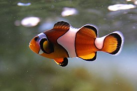 Amphiprion ocellaris.