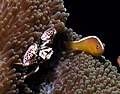 Amphiprion sandaracinos