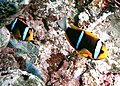 Amphiprion chrysopterus