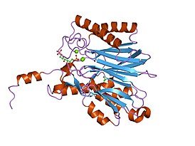 Кристаллическая структура фруктозо-1,6-бисфосфатазы