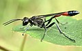 Осиная талия песчаной осы Ammophila sabulosa