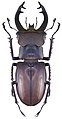 Lucanus fryi