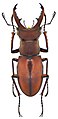 Lucanus swinhoei