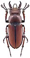 Lucanus koyamai