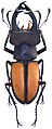 Lucanus laetus