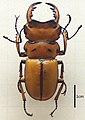 Homoderus mellyi