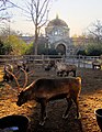 Северные олени. На заднем плане Зоологический центр