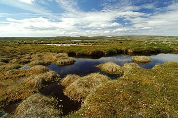 Болотистая местность