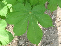 Пальчатый лист, Конский каштан обыкновенный (Aesculus hippocastanum)