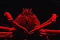 Японский краб-паук не выносит света, так как обитает на глубинах 150—800 м. Его аквариум освещается красными лампами.