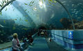 Акулий тоннель[en] галереи Ocean Voyager