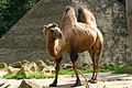 Амон — верблюд