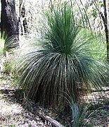 Ксанторрея Xanthorrhoea australis