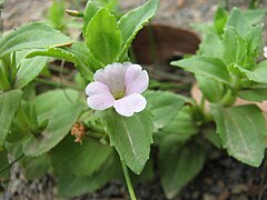 Gratiola peruviana