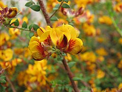 Pultenaea gunnii