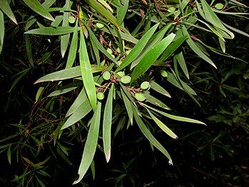 Persoonia silvatica