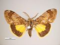 Orgyia anartoides (Lymantriinae, Orgyini)