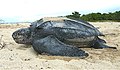 Кожистая черепаха на пляже в национальном резервате Санди-Пойнт