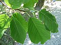 Magnolia acuminata