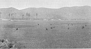 Men cross a field of rice