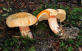 L. salmonicolor