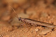 Богомол Perlamantis allibertii Amorphoscelidae (Португалия)