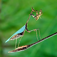 Богомол Sybilla pretiosa, Sibyllidae