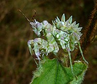 Pseudocreobotra wahlbergii, Hymenopodidae (ЮАР)