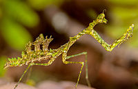 Богомол Pogonogaster tristani, Thespidae (Коста-Рика)