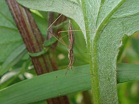 Клопик комаровидный (Neides tipularius)