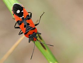 Лигей пятнистый (Lygaeus equestris)