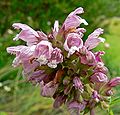 Цедронелла канарская (Cedronella canariensis)