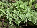 Папоротник Woodwardia radicans