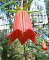 Канарина канарская, или «канарский колокольчик» (Canarina canariensis)