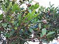 Персея индийская (Persea indica)