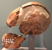 Photo d'un crâne, pris de face et de trois-quart face.