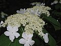 Viburnum lantanoides