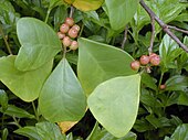 Ficus deltoidea