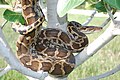 Светлый тигровый питон (Python molurus)