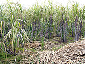 Сахарный тростник, основная культура района в XX веке
