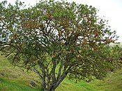 Сандаловое дерево, основа растительности района до 1820-х годов