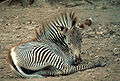 Отдыхающая зебра Греви