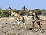 Жирафы