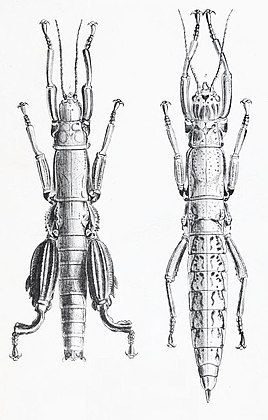 Рисунок самца и самки палочника Dryococelus australis, выполненный Джоном Вествудом.