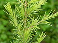 Cedrus deodara 'Gold Cone'