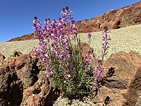 Канарский эндемик Erysimum scoparium