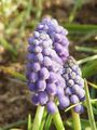 Гадючий лук гроздевидный (Muscari botryoides)