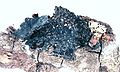 Коллема чернеющая (Collema nigrescens)