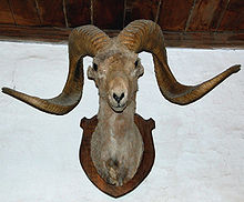 Голова архара с длинными изогнутыми рогами прикреплена к деревянной табличке, висящей на стене, как охотничий трофей
